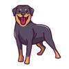 Rottweiler HD Wallpapers – Custom New Tab