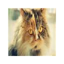 Cat Persian Themes & New Tab