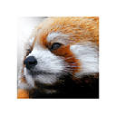 Red Panda New Tab Red Panda Wallpapers